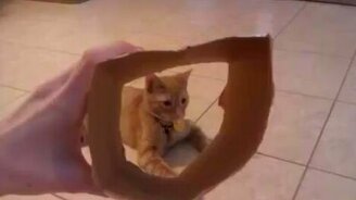 Хозяйка играет с котом - смотреть видео (1:08)