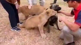 Два львёнка против собаки - смотреть видео (0:27)