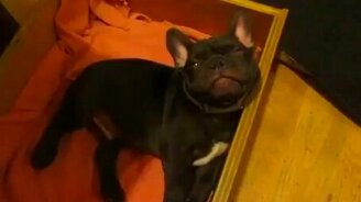 Хозяйка убаюкивает бульдожика - смотреть видео (1:16)