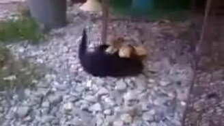 Котёнок играет с утёнком - смотреть видео (1:51)