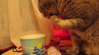 Кошка пьёт из бокала - смотреть видео (4:27)