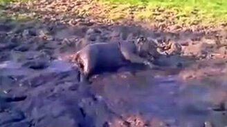 Пёс наслаждается грязью - смотреть видео (1:29)