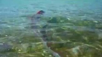 Удивительная рыба у берегов Мексики - смотреть видео (2:02)