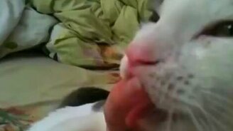 Чмокающий кот и мизинец - смотреть видео (0:17)