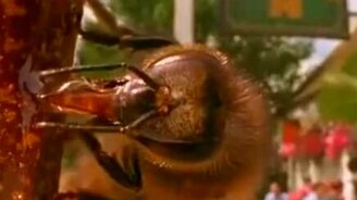 Пчёлы и алкоголь - смотреть видео (1:29)