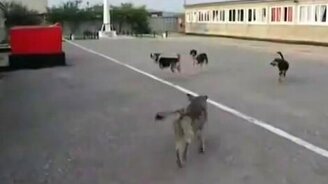 Собаки поют гимн России - смотреть видео (0:57)