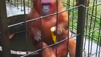 Суровый едок бананов - смотреть видео (1:16)