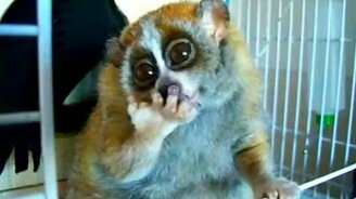 Смешной зверёк лори - смотреть видео (4:21)