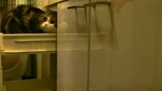 Кошка шкодница - смотреть видео (0:53)