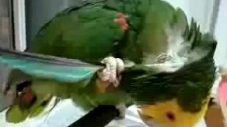 Попугай чешет сам себя - смотреть видео (0:40)