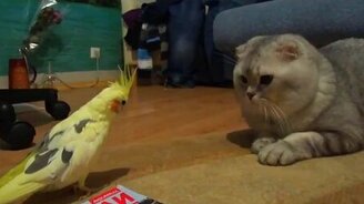 Мирное сожительство кота и попугая - смотреть видео (1:28)