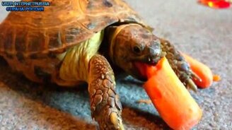 20 минут весёлых приколов - смотреть видео (20:14)