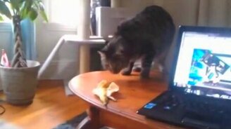 Смешные коты - смотреть видео (3:49)