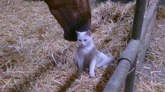 Лошадино-кошачьи нежности - смотреть видео (1:10)