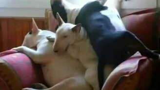 Собаки умеют расслабляться - смотреть видео (1:31)