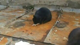 Добрый человек кормит котов - смотреть видео (1:33)