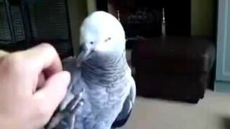 Попугай просит не трогать его - смотреть видео (0:20)