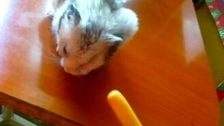 Очень запасливый хомячок - смотреть видео (2:14)