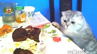Кошачьи проказы на кухне - смотреть видео (2:27)