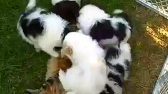 Щенята атакуют кошку - смотреть видео (2:25)