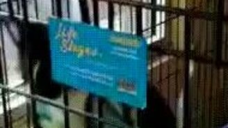 Как кот отдыхает после обеда - смотреть видео (0:11)