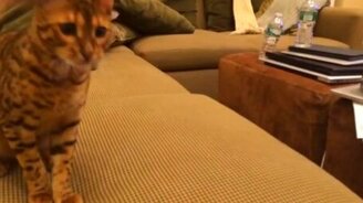 Апорт, Бивис! - смотреть видео (0:48)