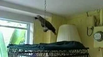 Разговорчивый акробат - смотреть видео (0:50)