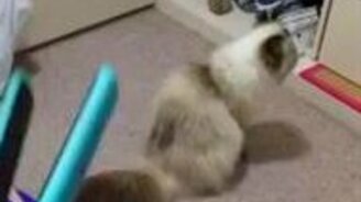 Кошка и страшный щёлкающий ящик - смотреть видео (0:53)