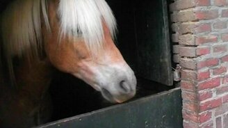 Лошадь чешет язык губами - смотреть видео (0:13)