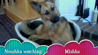 Хаски смутил немца - смотреть видео (0:41)