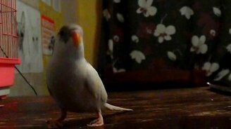 Попугай-воображуля - смотреть видео (1:22)