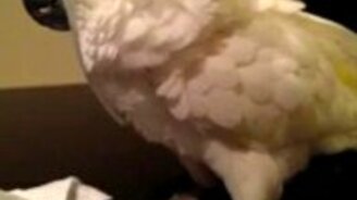 Попугай довыделывался - смотреть видео (0:21)