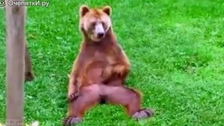 Забавные моменты со смешными животными - смотреть видео (5:18)