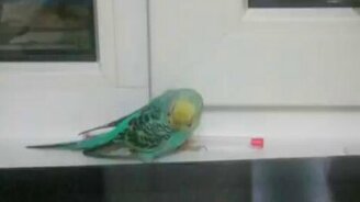 Попугай и гелевая ручка - смотреть видео (2:03)