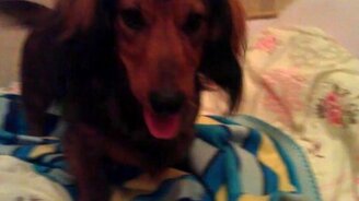 Приключения маленького Бруно - смотреть видео (1:42)