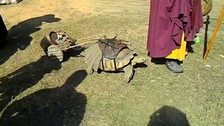 Запряг черепаху - смотреть видео (0:15)