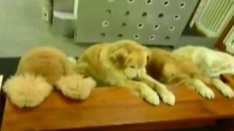 Религиозные собаки за обедом - смотреть видео (1:34)