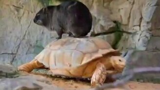 Едем на черепахе - смотреть видео (2:07)