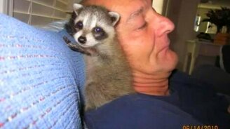 Когда енот - лучший друг - смотреть видео (3:19)