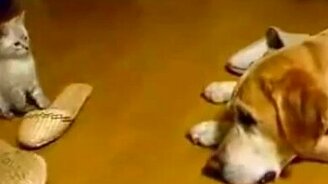 Внезапное нападение котёнка на собаку - смотреть видео (0:10)