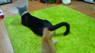 Равный поединок кота и котёнка - смотреть видео (1:26)