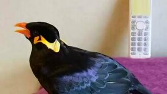 Птица говорит по-японски - смотреть видео (0:40)