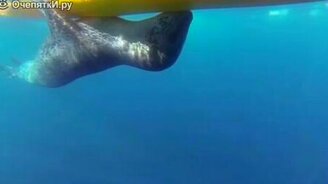 Морской лев и байдарка - смотреть видео (0:52)