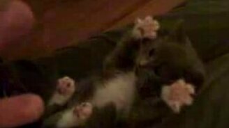 Котёнок Жихарка - смотреть видео (0:17)