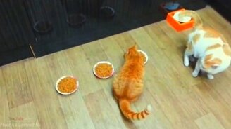 Топ трогательных кошек - смотреть видео (3:17)