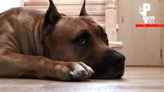 Как пёс просит еду - смотреть видео (1:48)