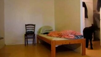 Пёс проказничает на кровати - смотреть видео (1:17)