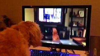 Собака в рекурсии - смотреть видео (0:34)