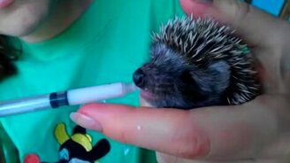 Кормит ёжика из шприца - смотреть видео (0:46)