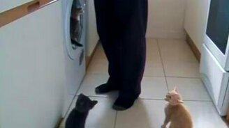 Кошачьи ясли - смотреть видео (2:18)